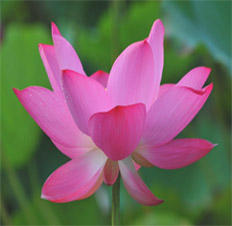 供花